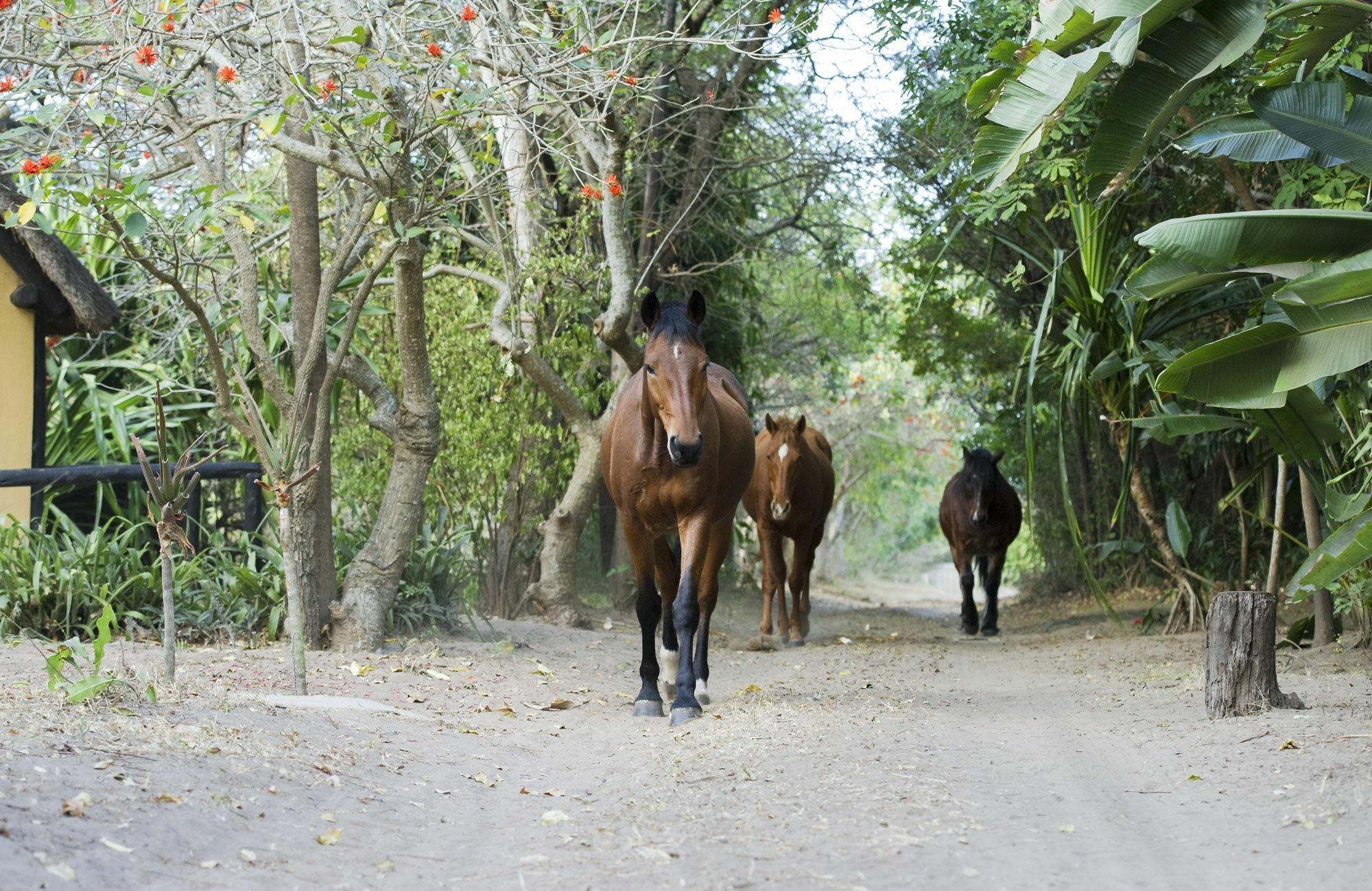 Villa We Bushcamp & Horse Safaris Hluhluwe Exterior foto